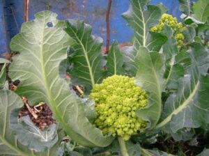 romanescu cauliflower romanescu cauliflower