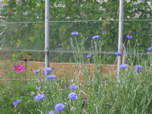 Cornflowers in front of the striking climbing french beans medium res