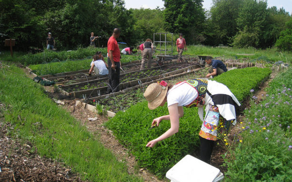 Home Organiclea A Workers Cooperative Growing Food On