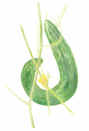 Summer Veg