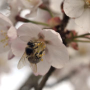 A bee feeding on some pollen