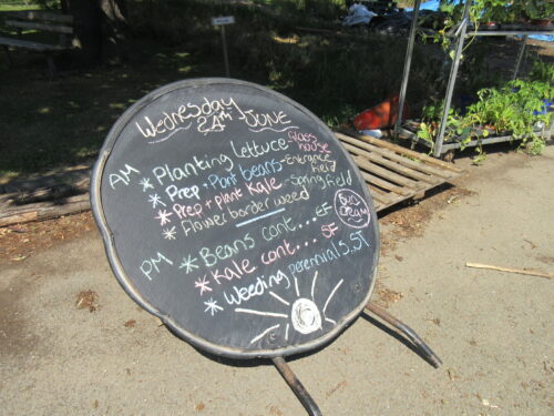 Today's gardening tasks