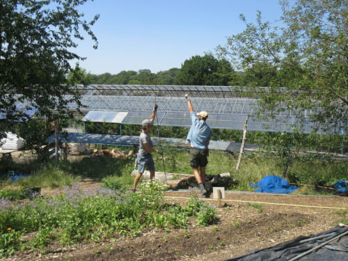 Climbing bean hoops
