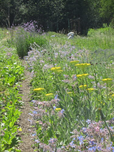 People, Plants and Pollinators