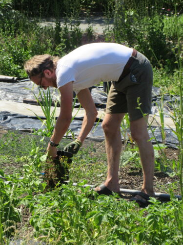 Dwarf bean planting
