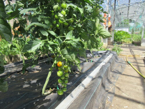 Ripening tomatoes