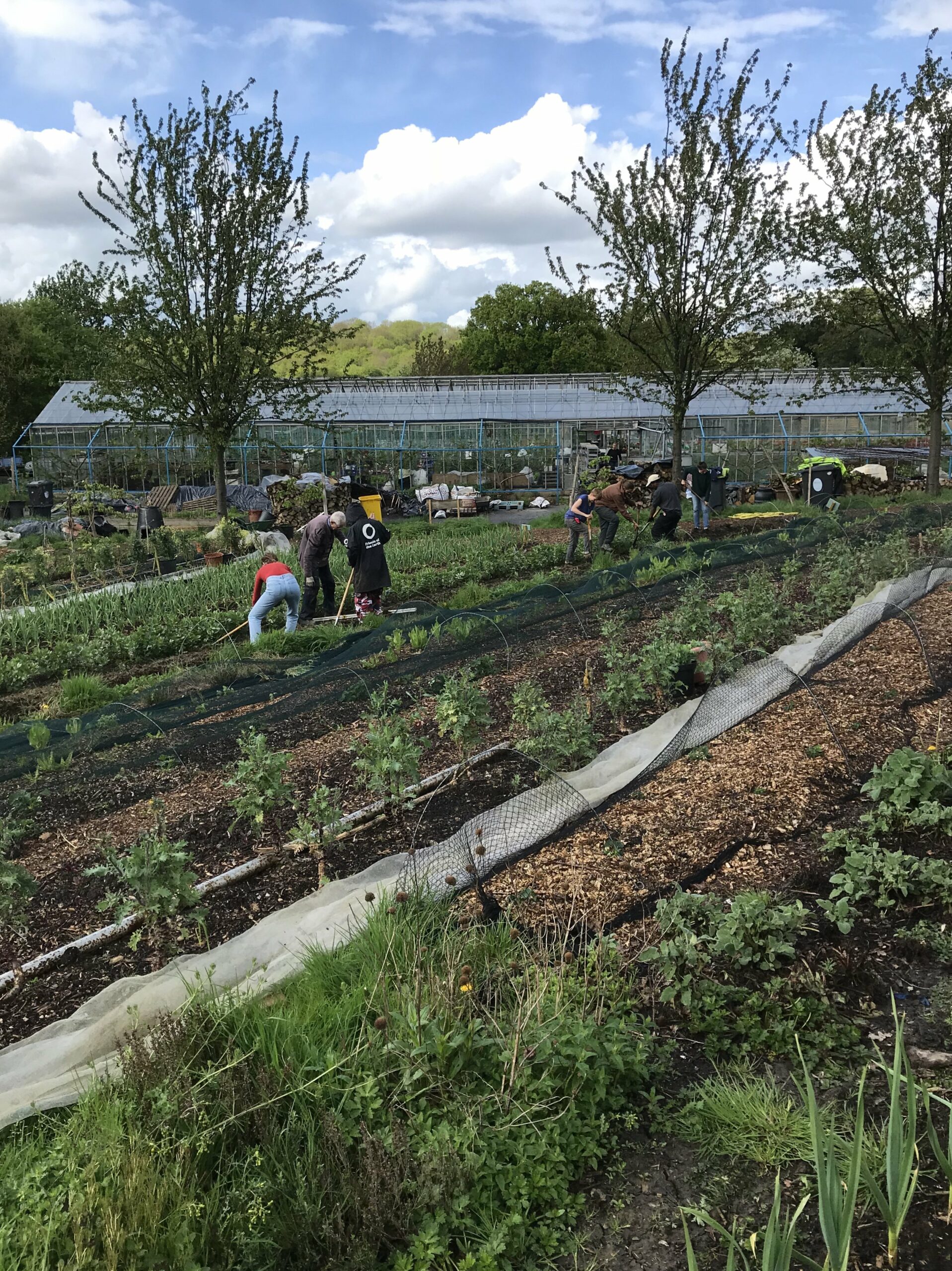 Trainee Roles 2019 - OrganicLea - A workers' cooperative growing food ...