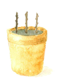 OLD Potting On Compost (Copy)