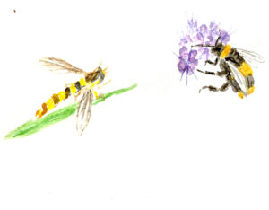 Pollinator Pack
