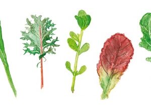 Salad & Herbs